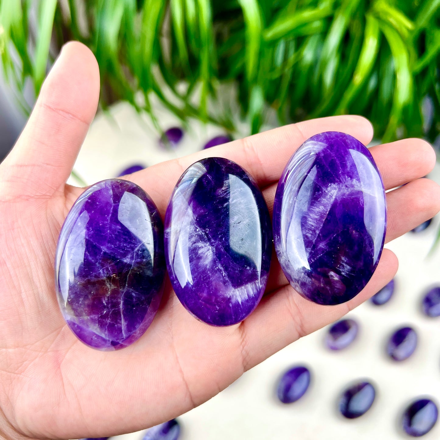 dream amethyst palm