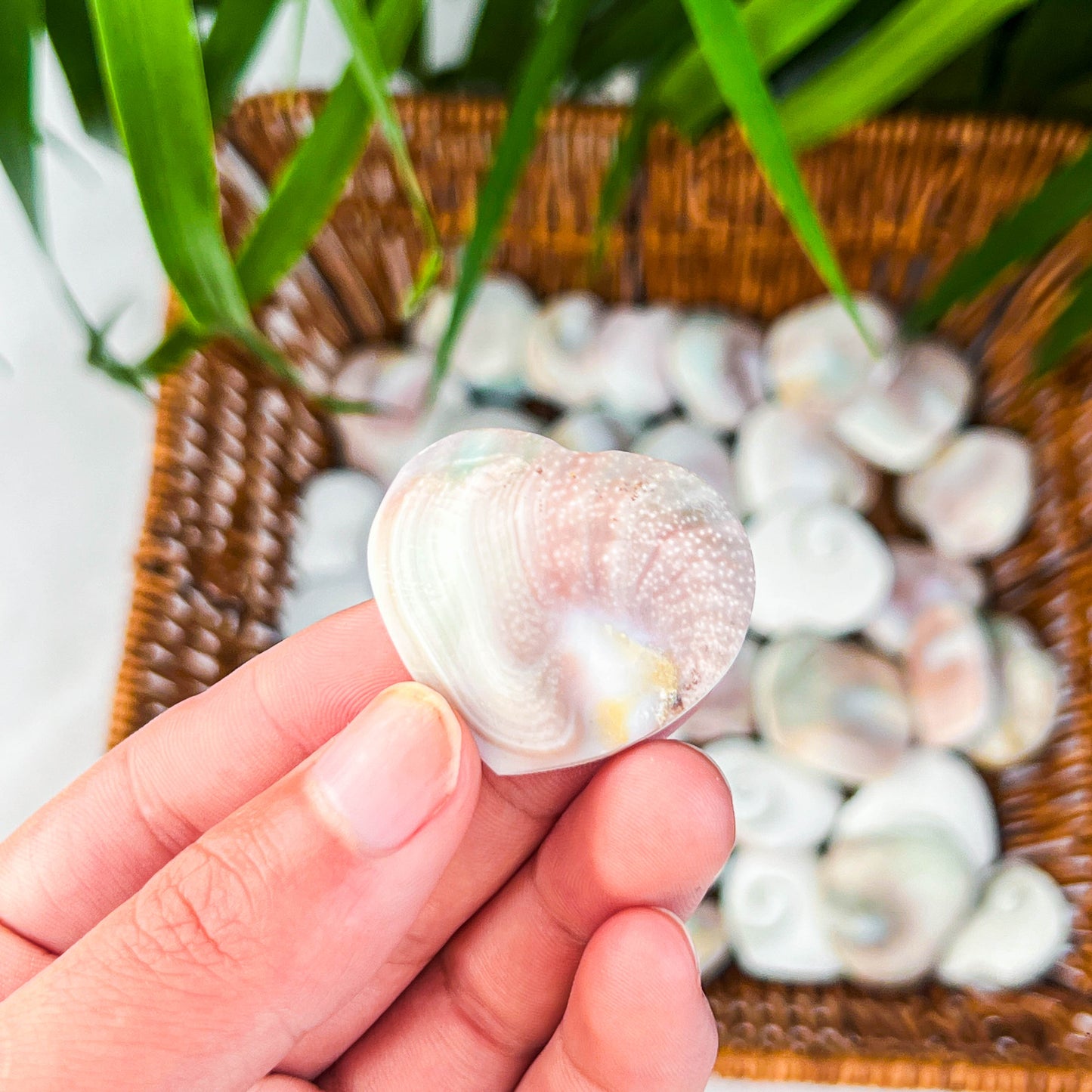 shell heart