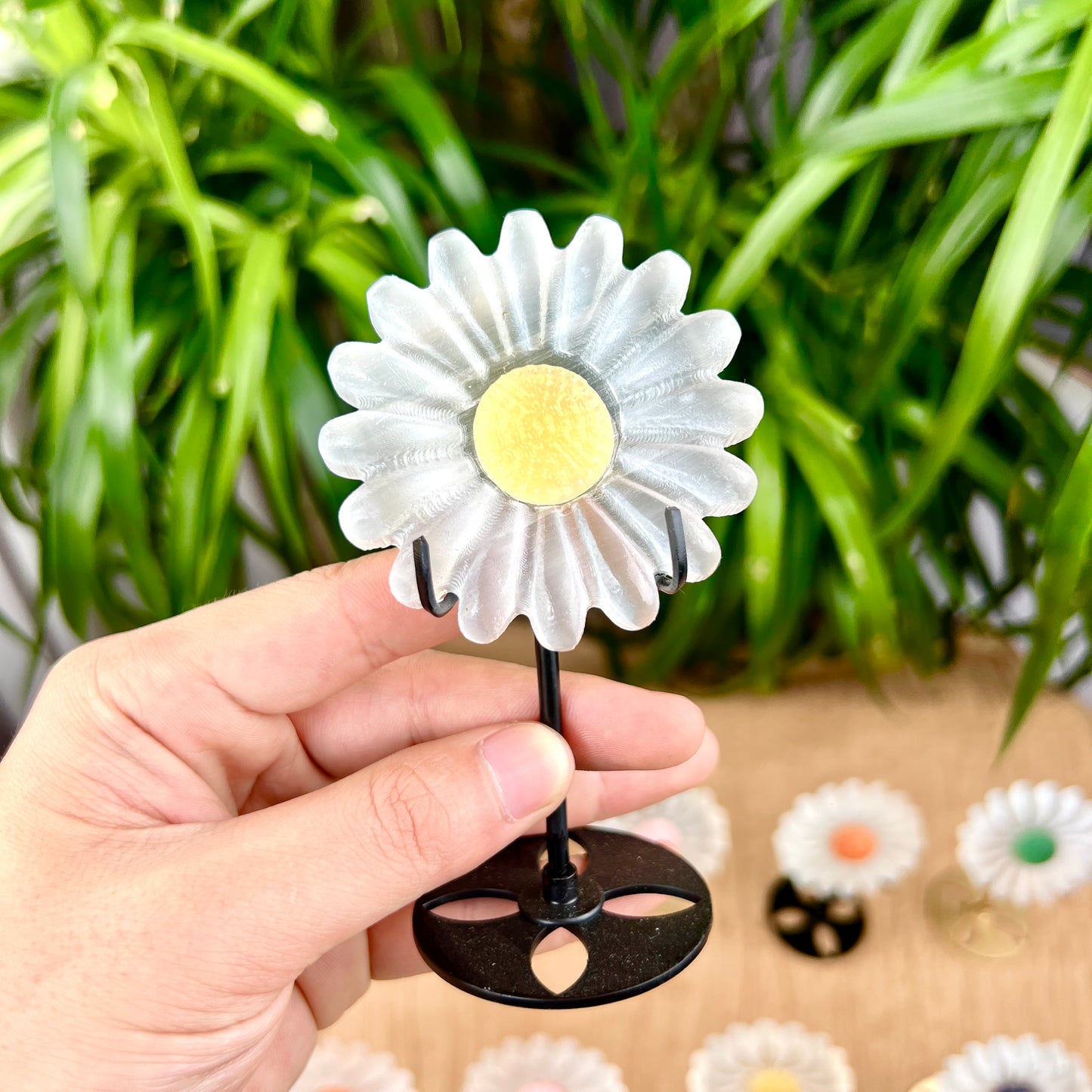 sun flower