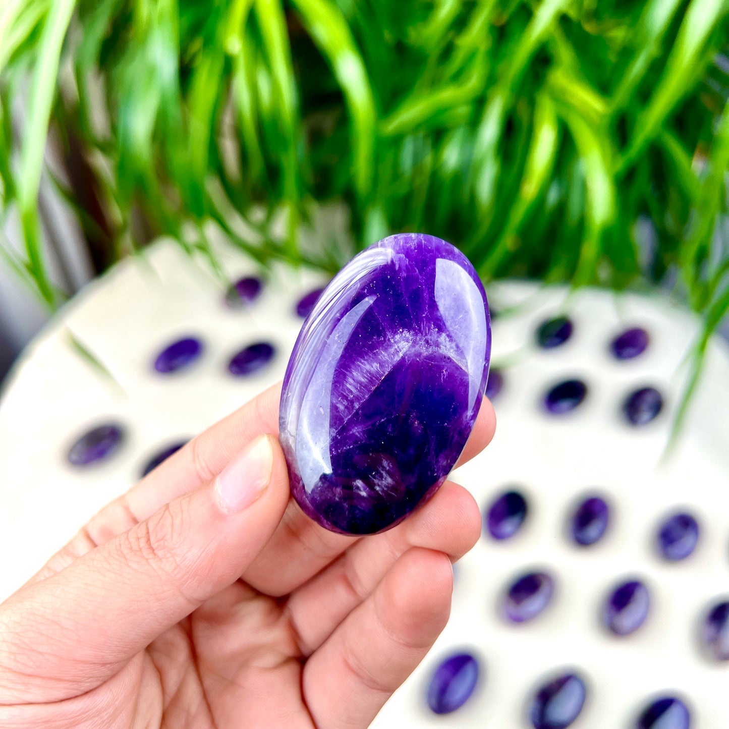 dream amethyst palm