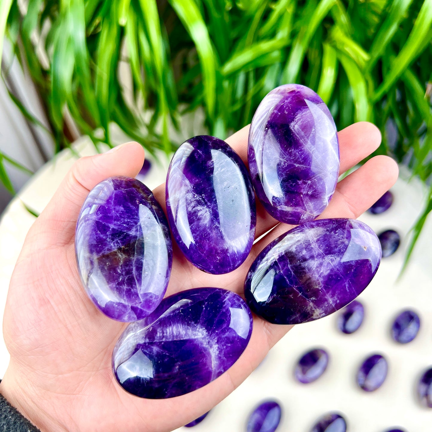 dream amethyst palm