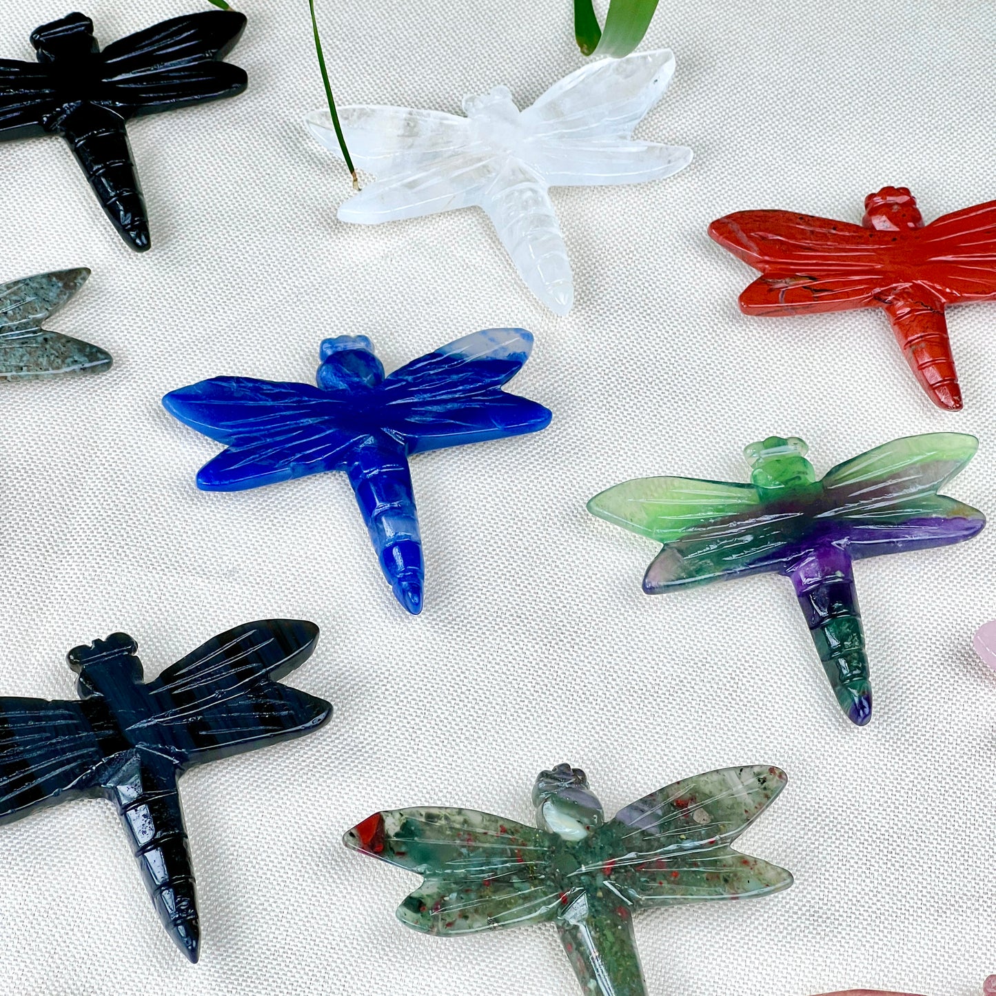 dragonfly