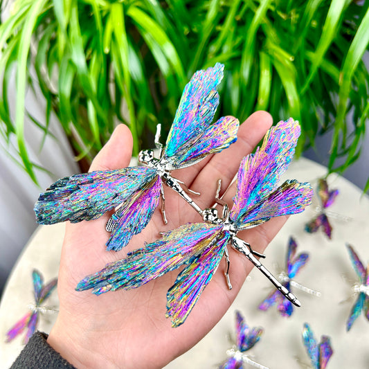 dragonfly