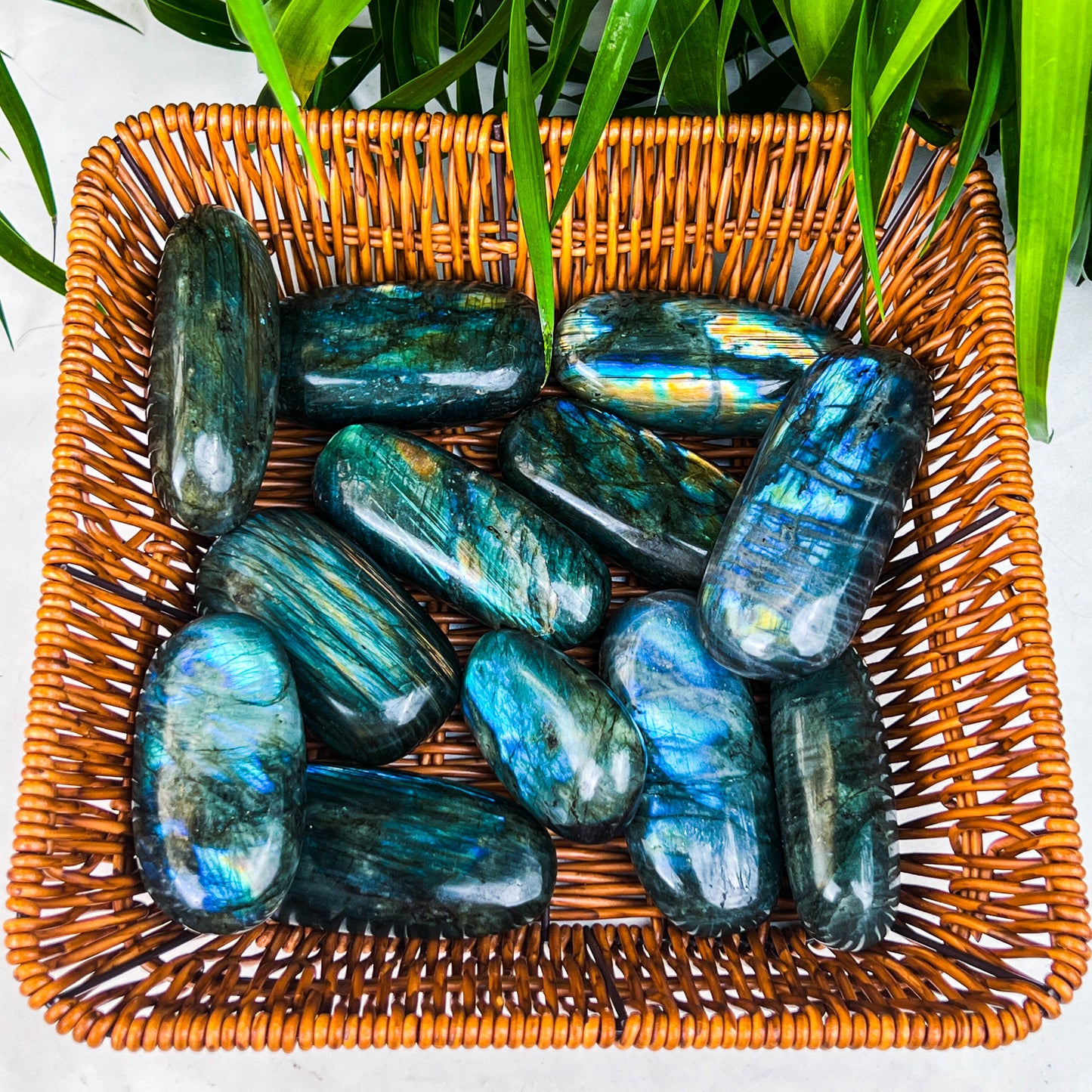 labradorite plam