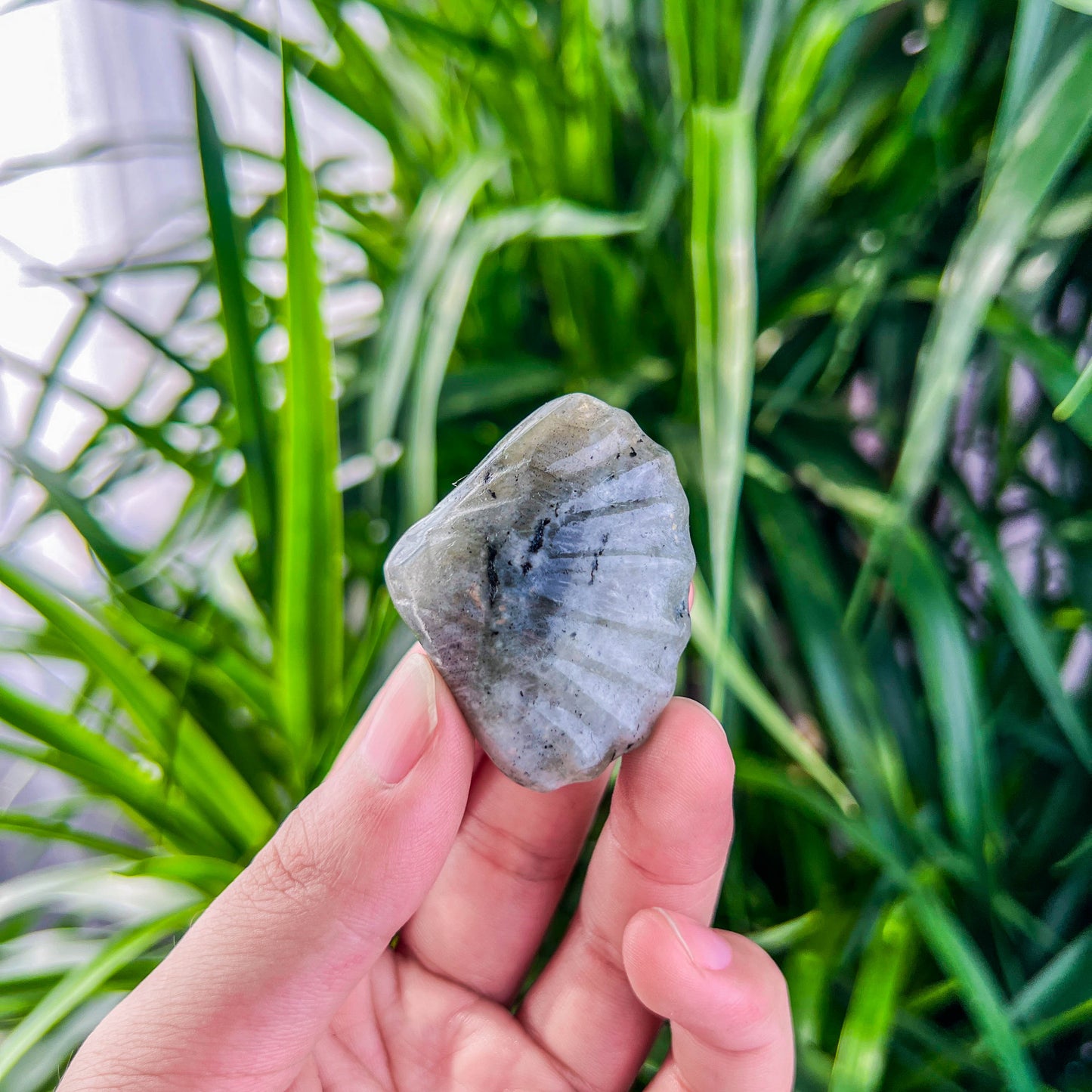 shell
