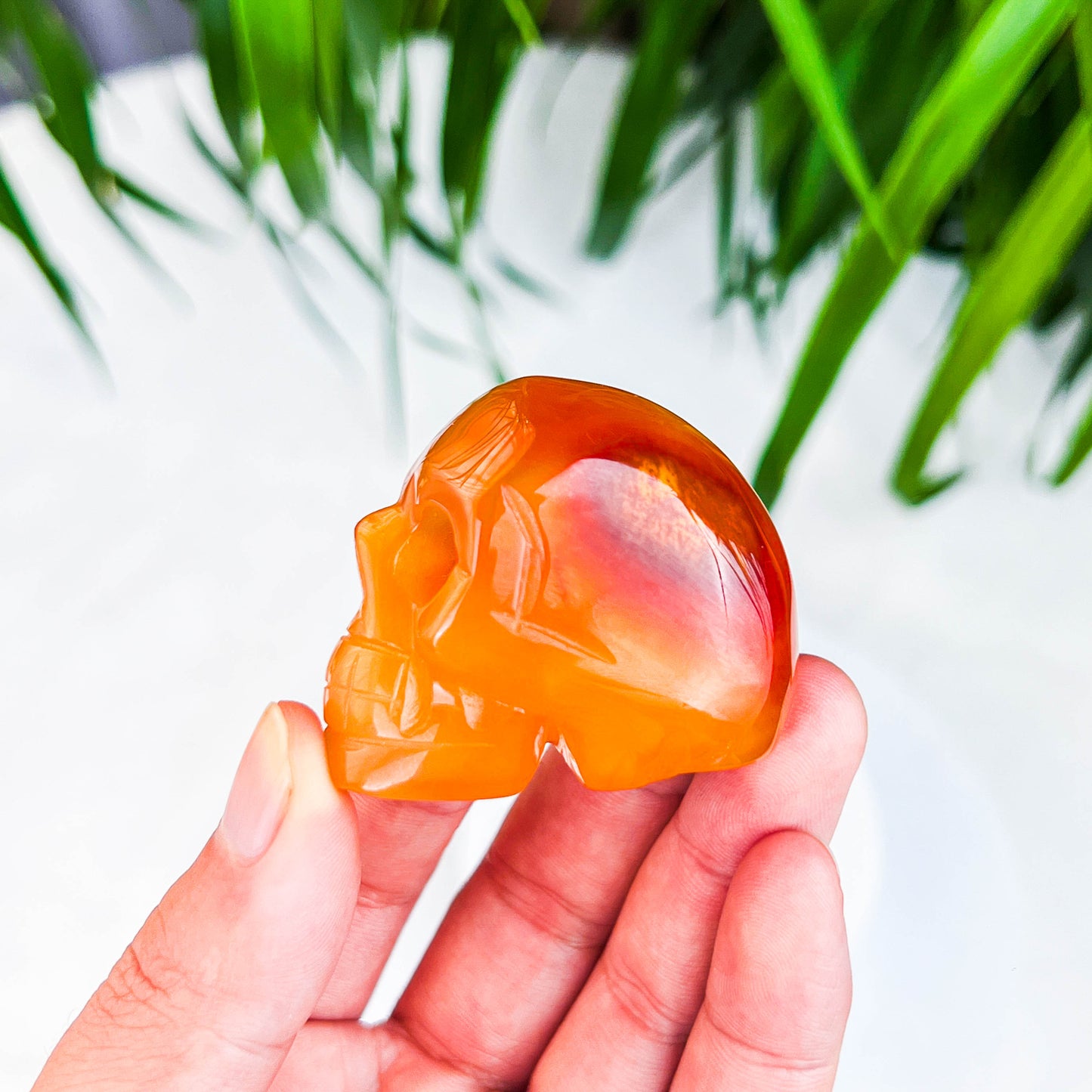 skull