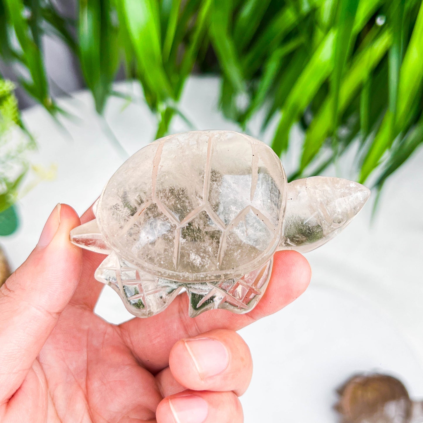 turtle