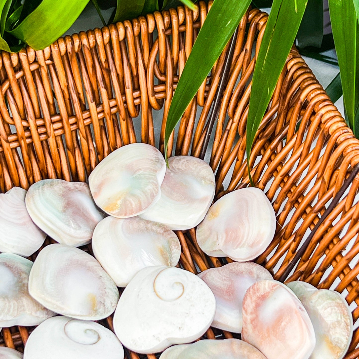 shell heart