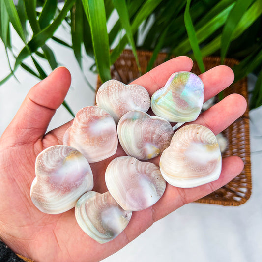 shell heart