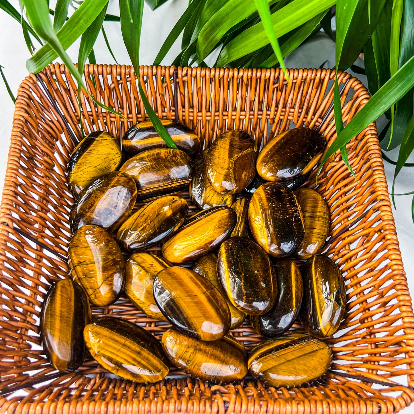 tiger eye palm