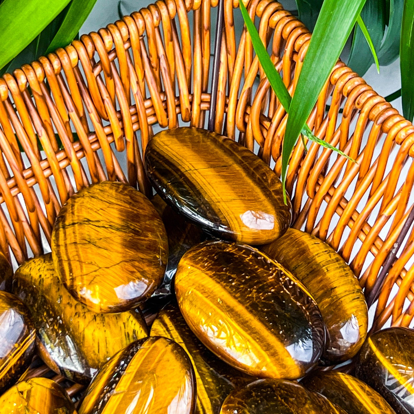 tiger eye palm