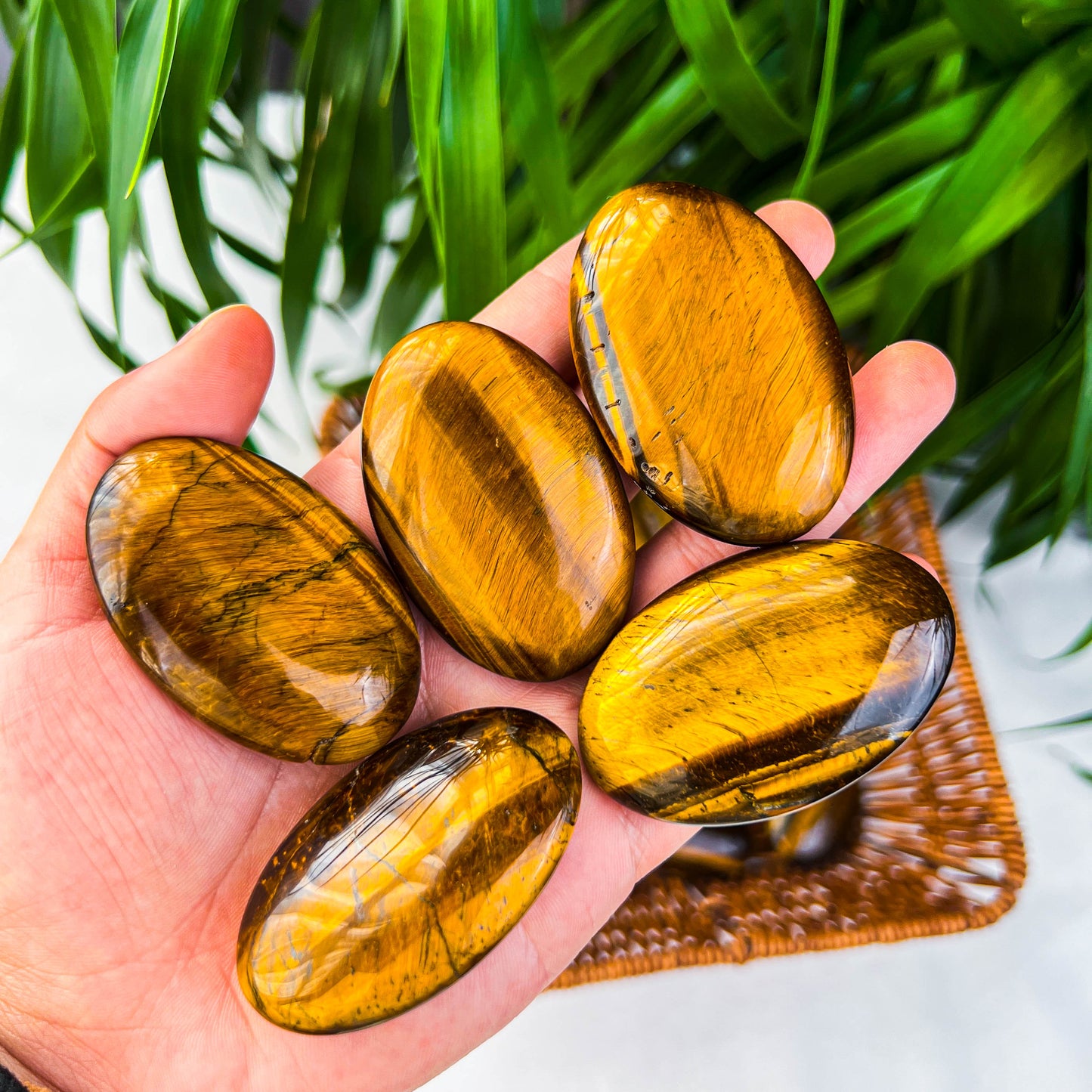 tiger eye palm