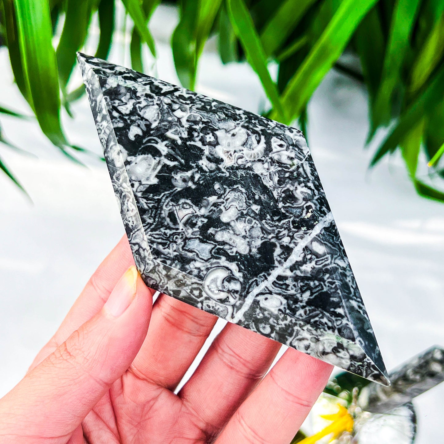 Fossil worm rhombus