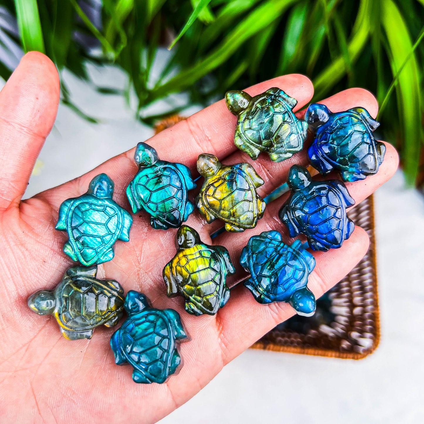 labradorite turtle