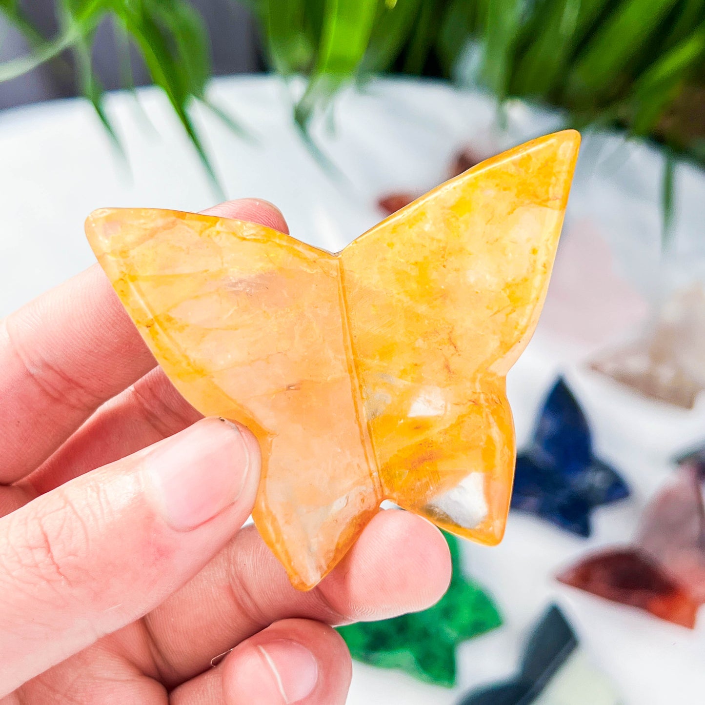 butterfly