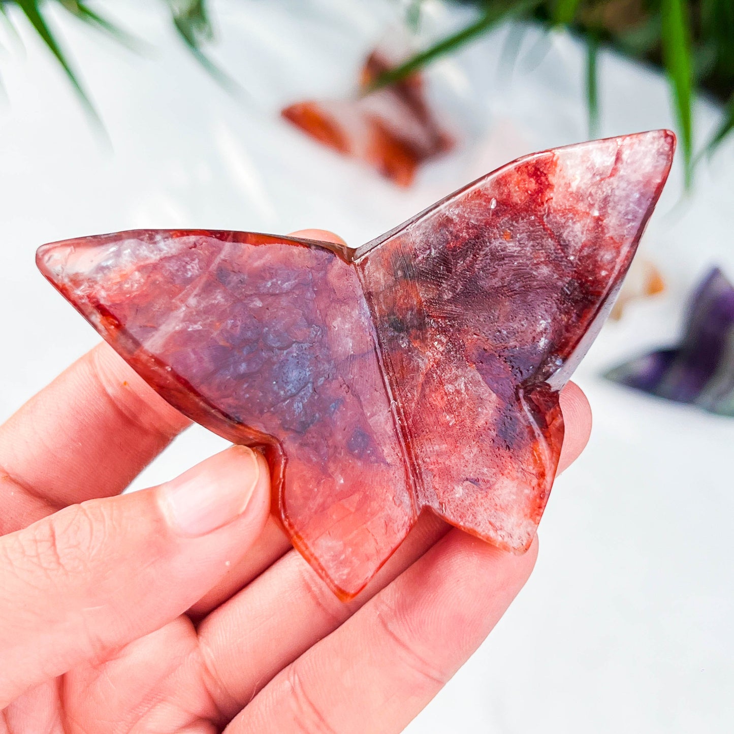 butterfly