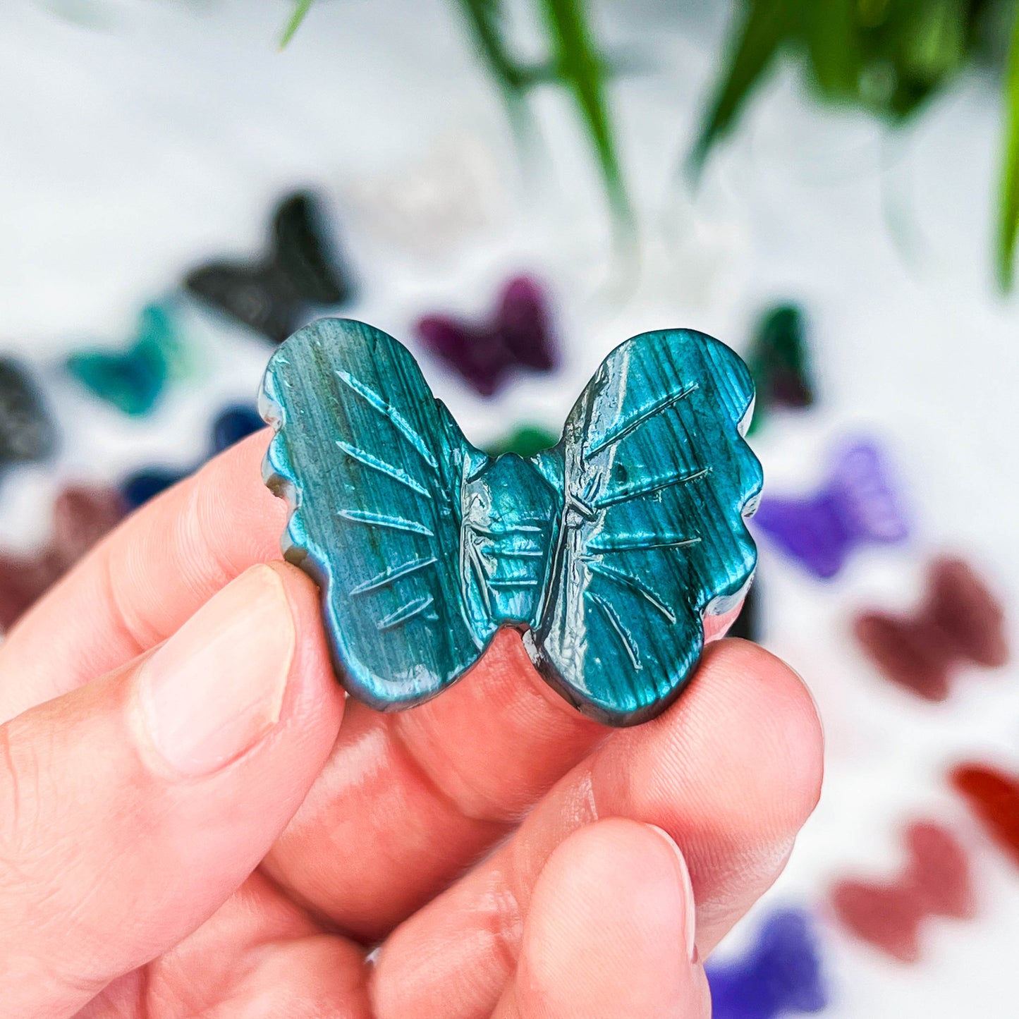 butterfly
