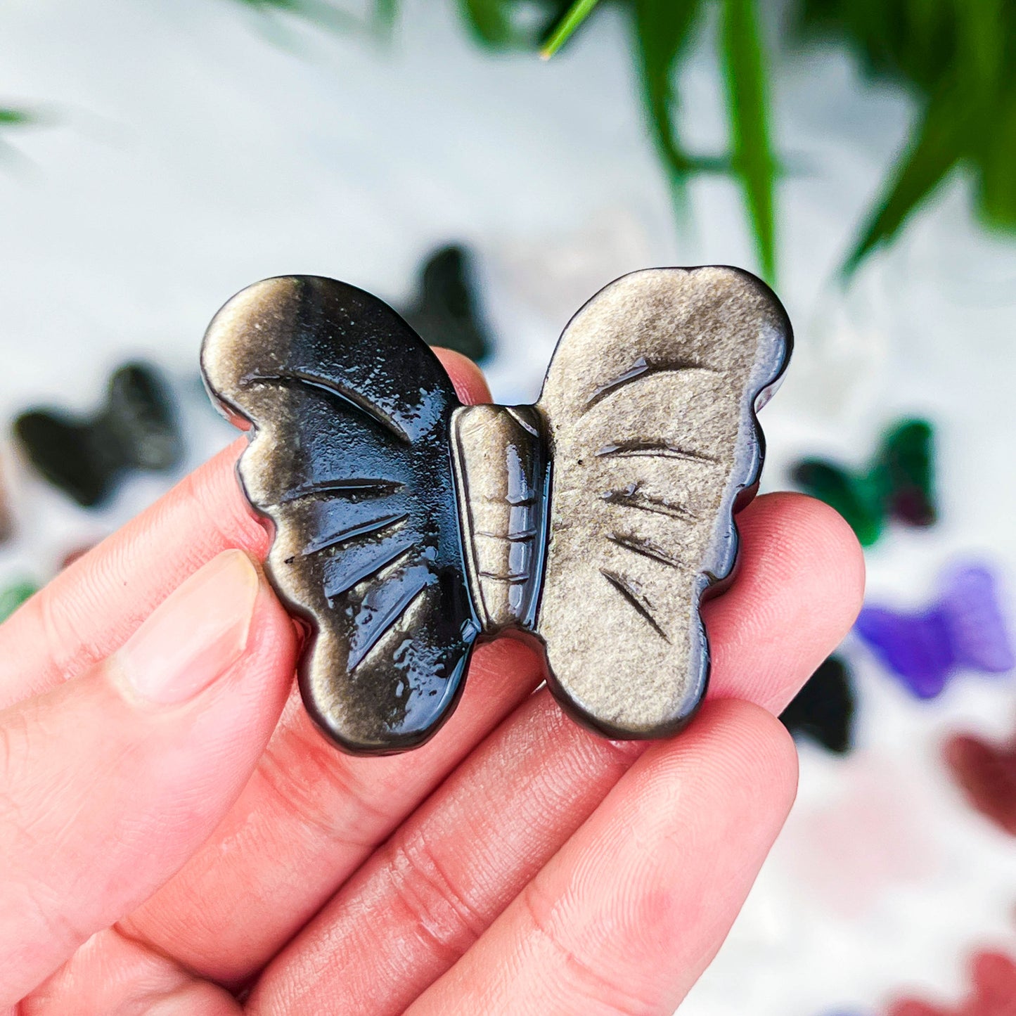 butterfly