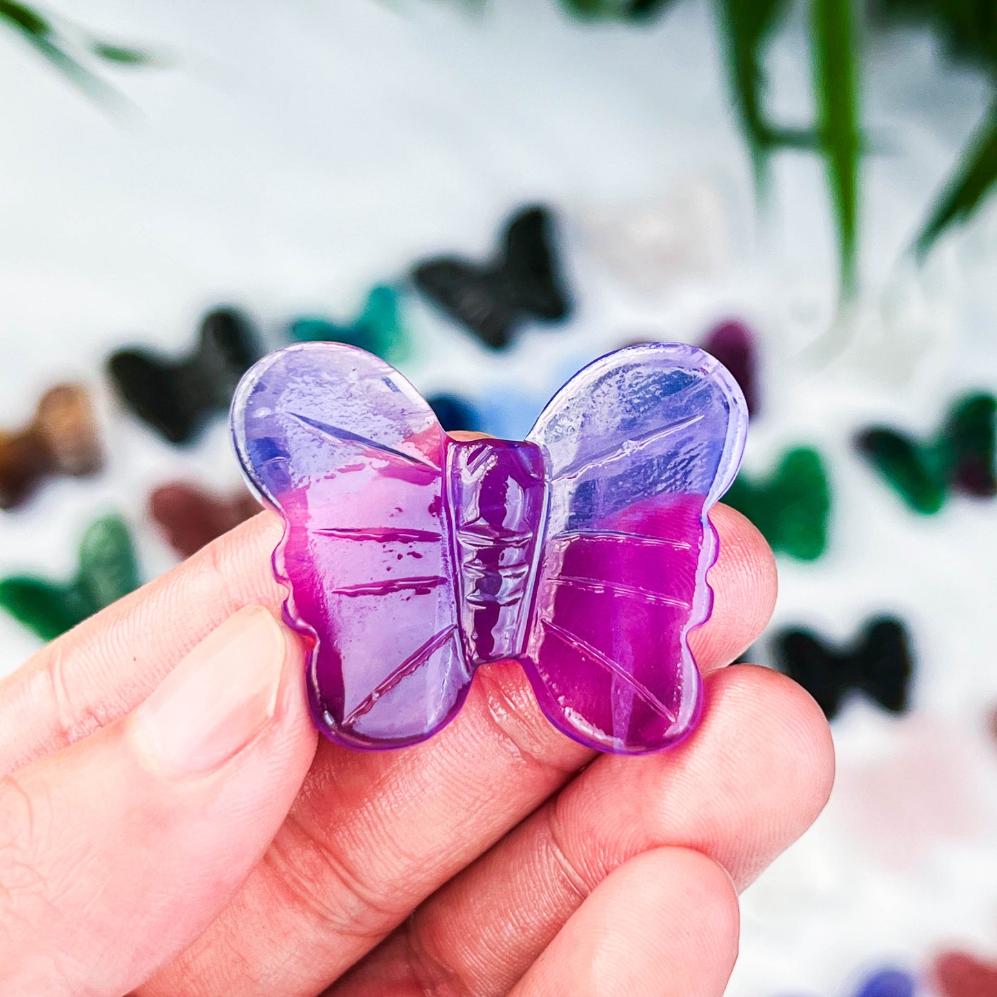butterfly