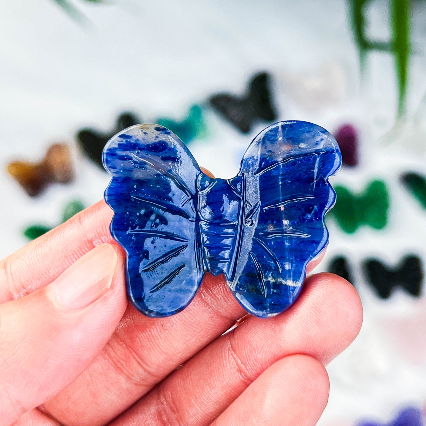 butterfly